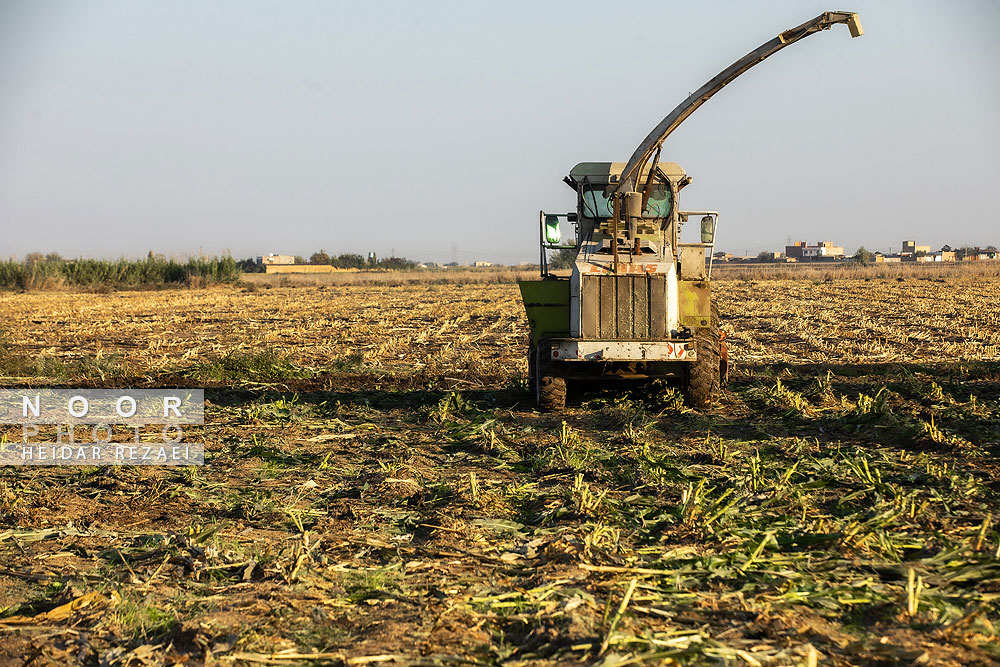 برداشت ذرت علوفه ای دام