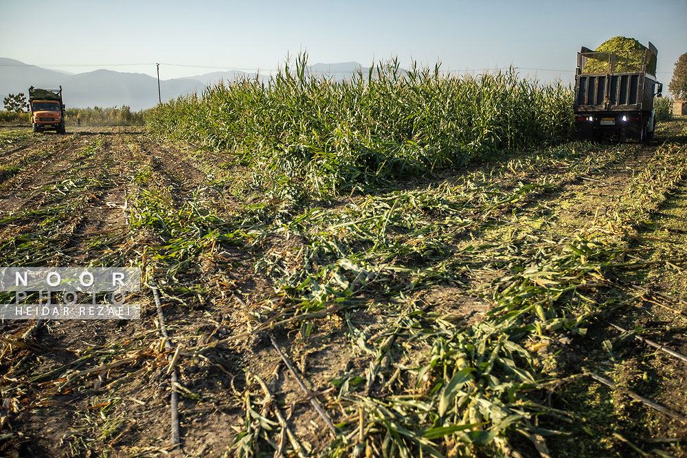 برداشت ذرت علوفه ای دام