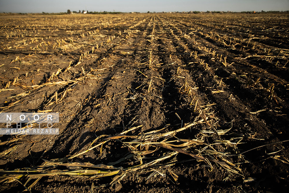 برداشت ذرت علوفه ای دام