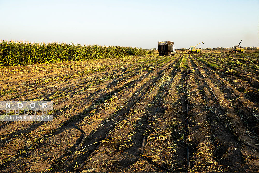 برداشت ذرت علوفه ای دام