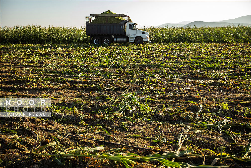 برداشت ذرت علوفه ای دام