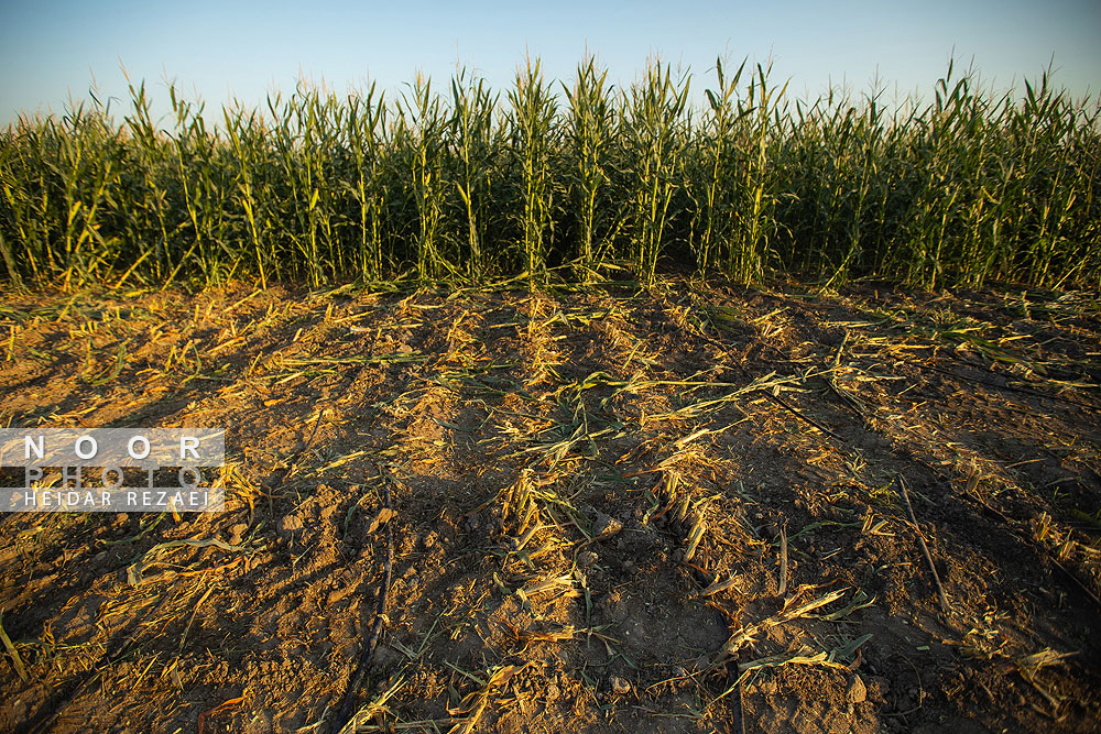 برداشت ذرت علوفه ای دام