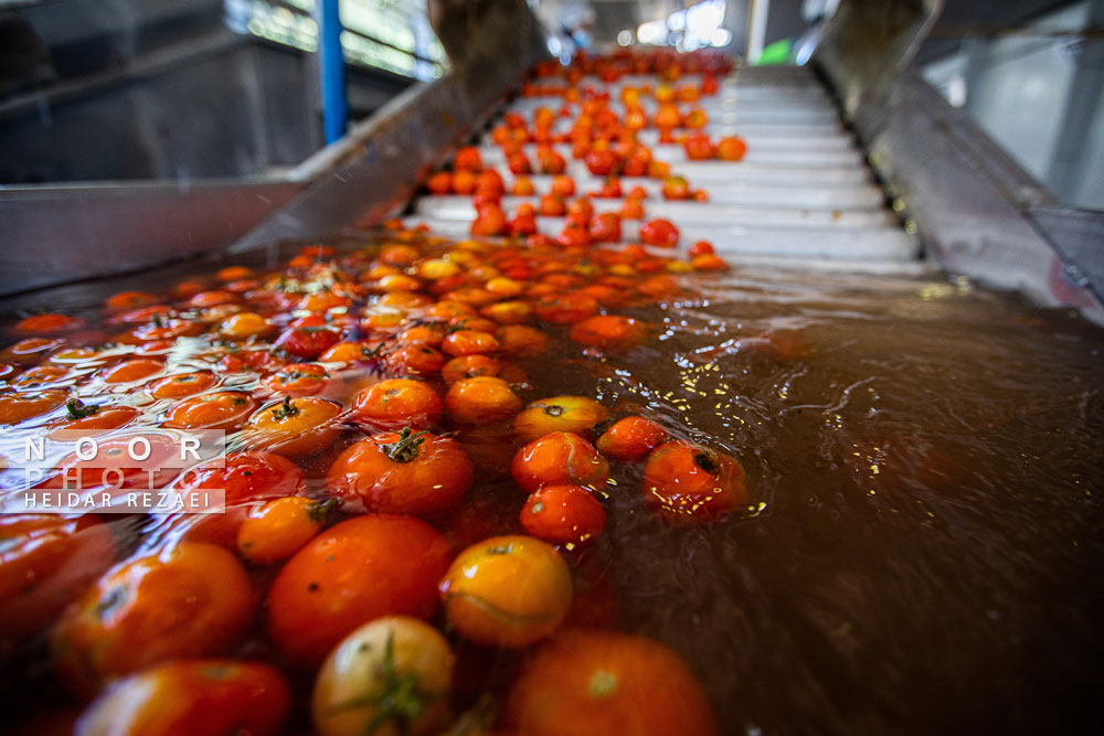 کارخانه رب گوجه فرنگی