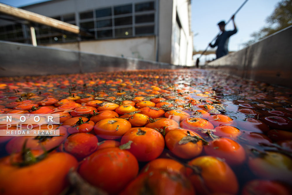کارخانه رب گوجه فرنگی