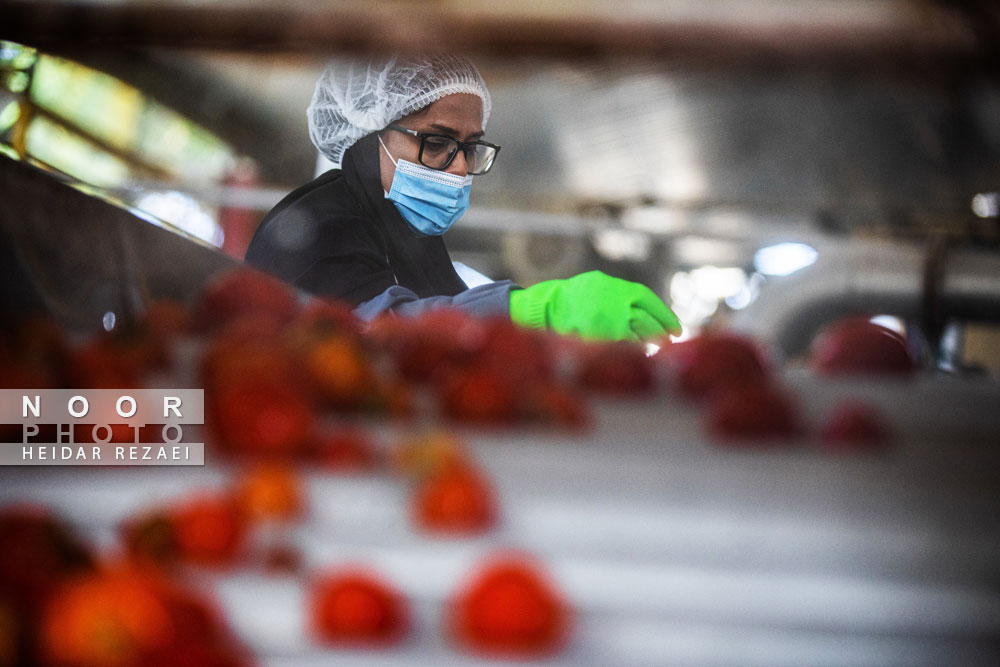 کارخانه رب گوجه فرنگی