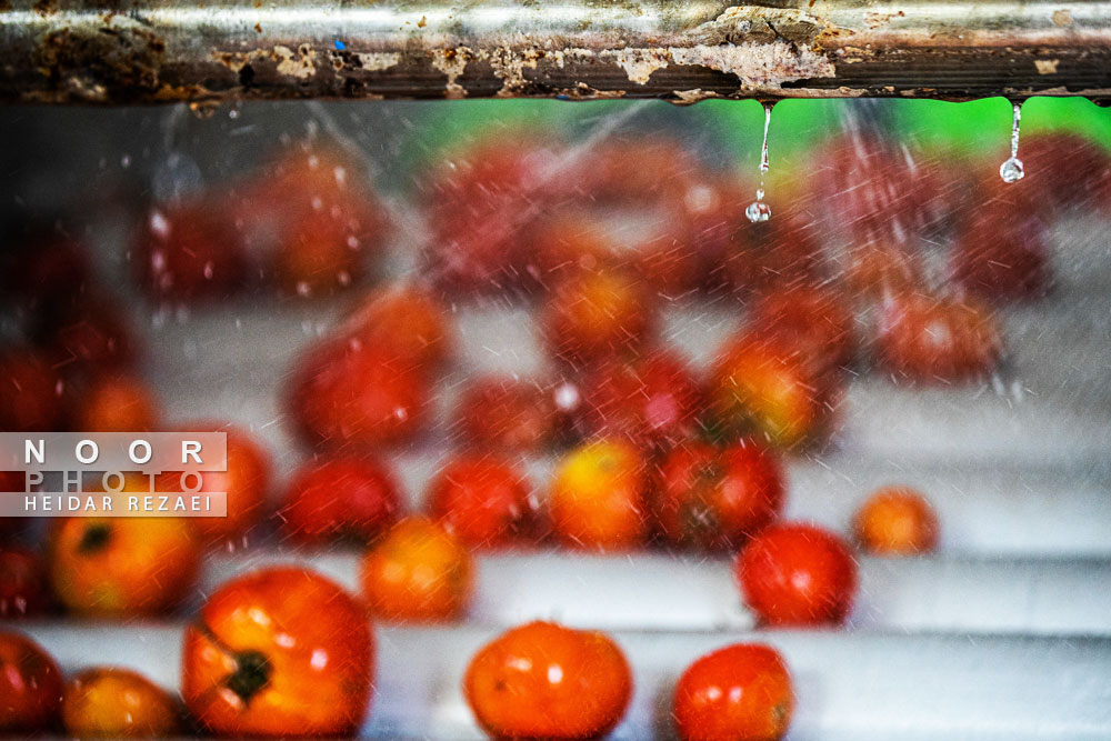 کارخانه رب گوجه فرنگی