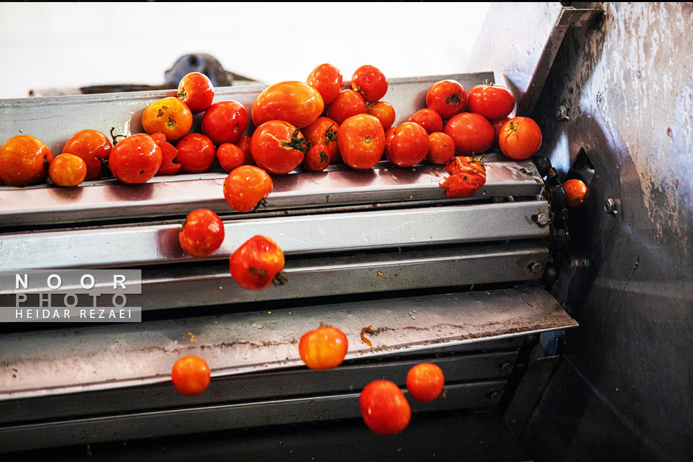 کارخانه رب گوجه فرنگی