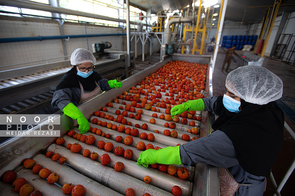 کارخانه رب گوجه فرنگی