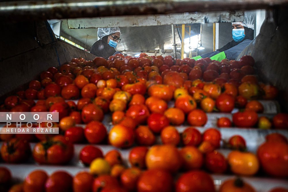 کارخانه رب گوجه فرنگی
