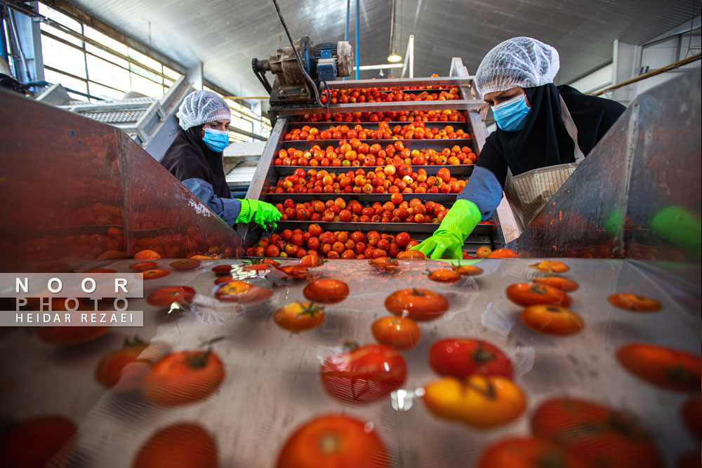 کارخانه رب گوجه فرنگی