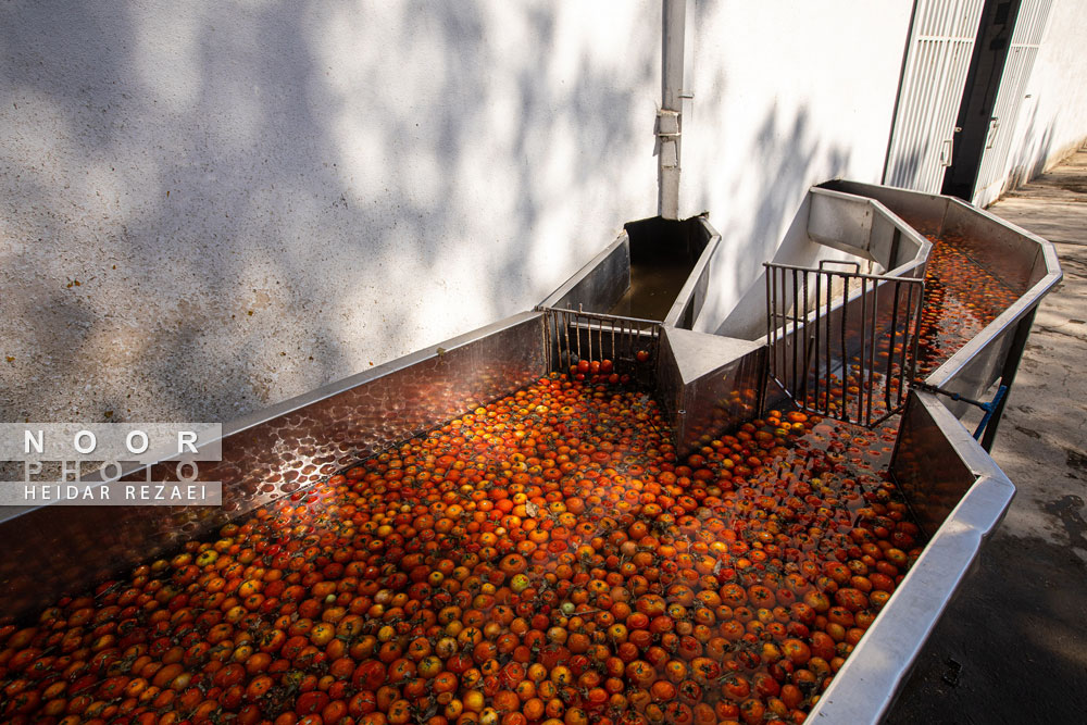 کارخانه رب گوجه فرنگی