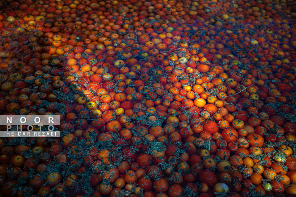 کارخانه رب گوجه فرنگی