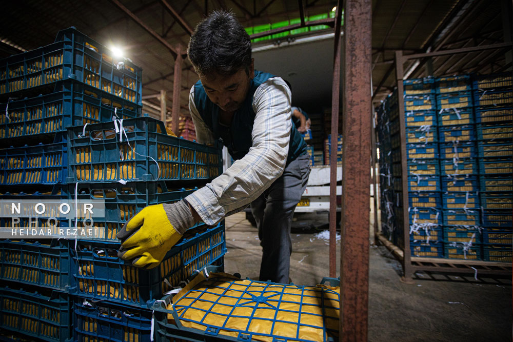 کارخانه رب گوجه فرنگی