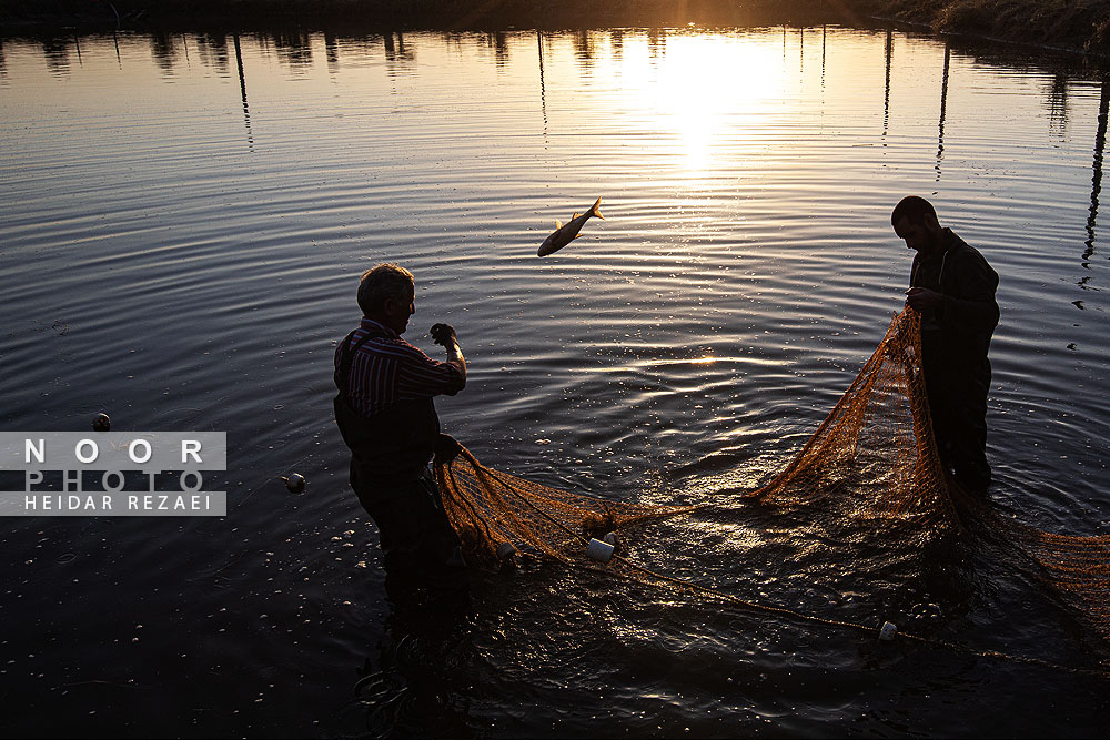 آب بندان های پرورش ماهی