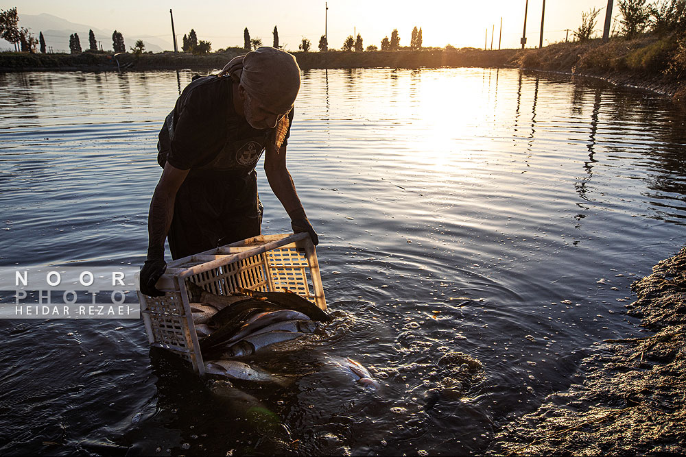 آب بندان های پرورش ماهی