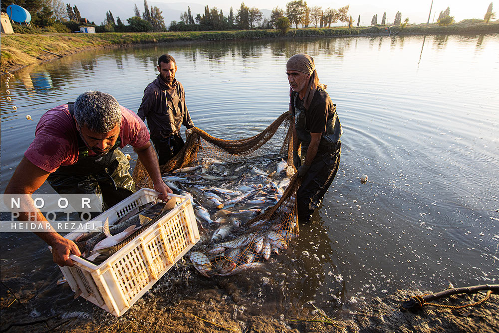 آب بندان های پرورش ماهی