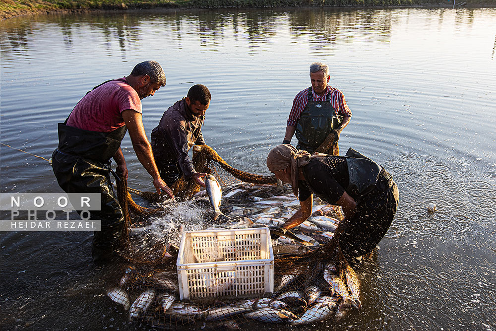 آب بندان های پرورش ماهی