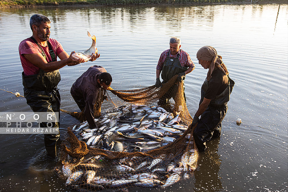 آب بندان های پرورش ماهی