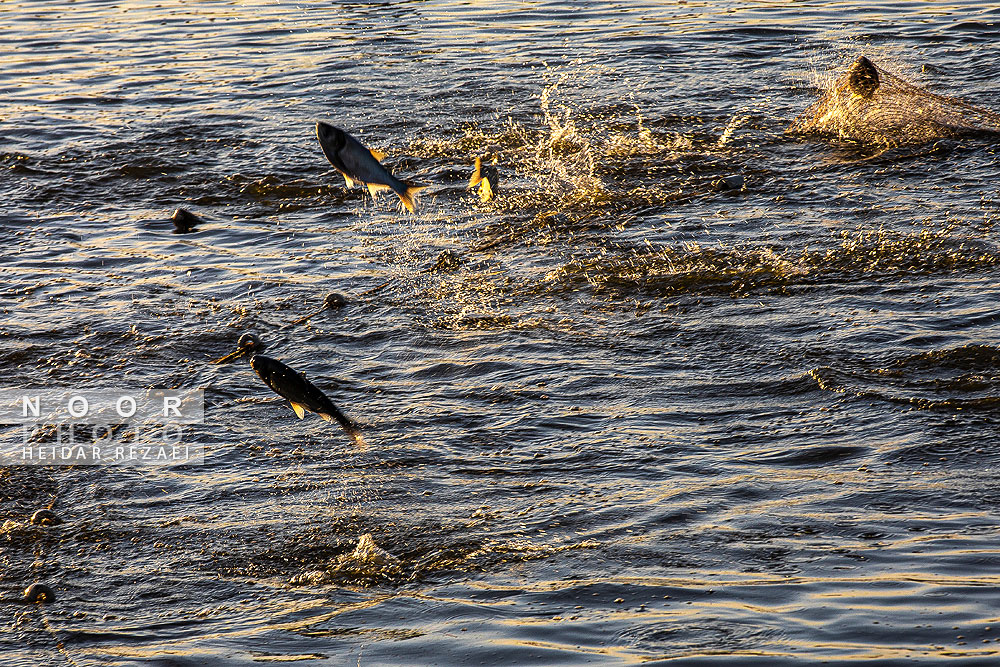 آب بندان های پرورش ماهی