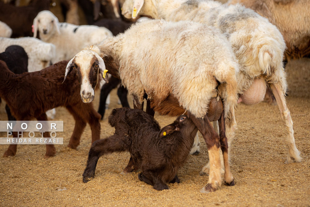 مزرعه دامپروری چپرقویمه گنبد کاووس