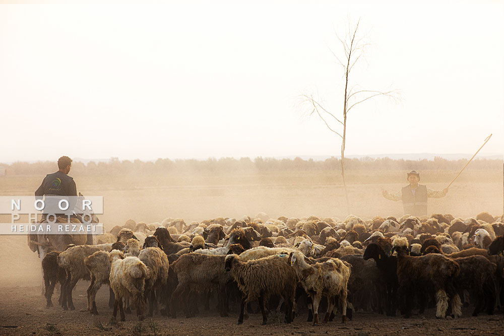مزرعه دامپروری چپرقویمه گنبد کاووس