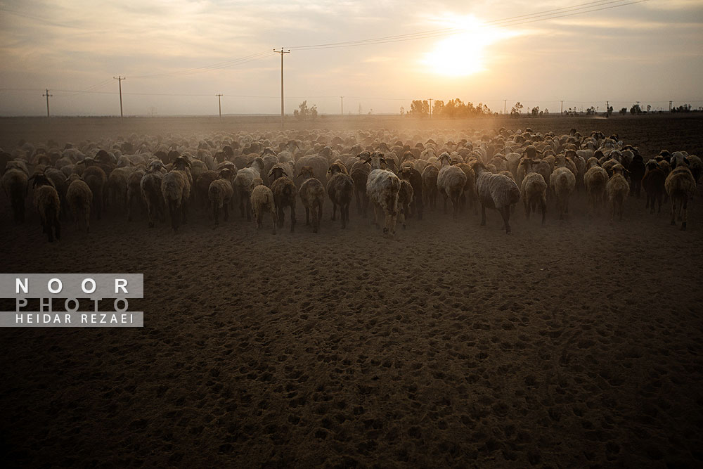 مزرعه دامپروری چپرقویمه گنبد کاووس