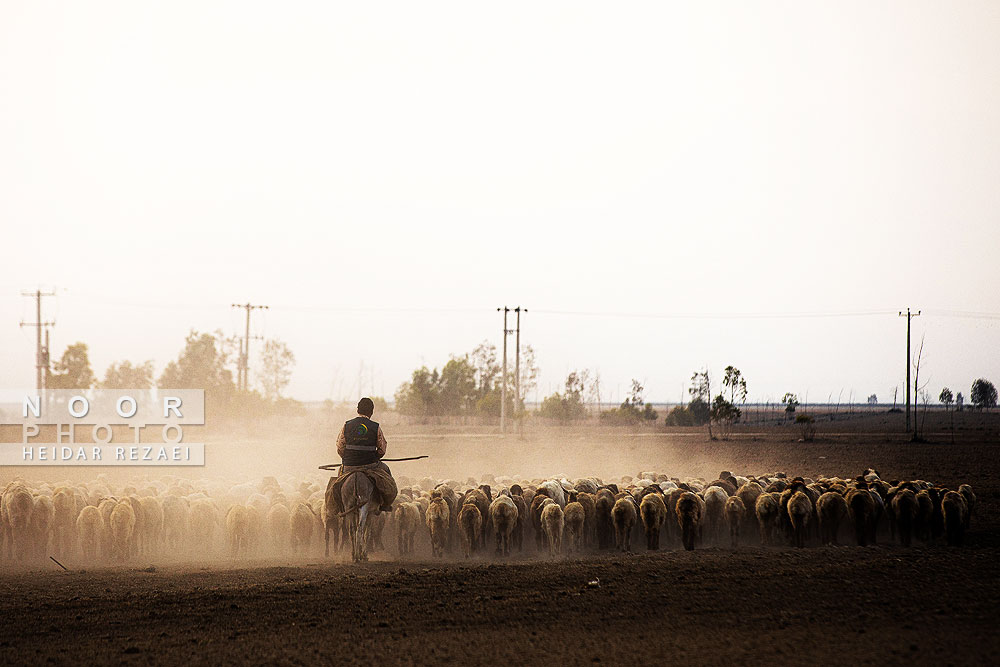 مزرعه دامپروری چپرقویمه گنبد کاووس