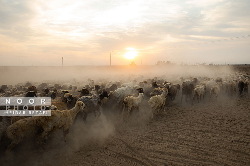 مزرعه دامپروری چپرقویمه گنبد کاووس