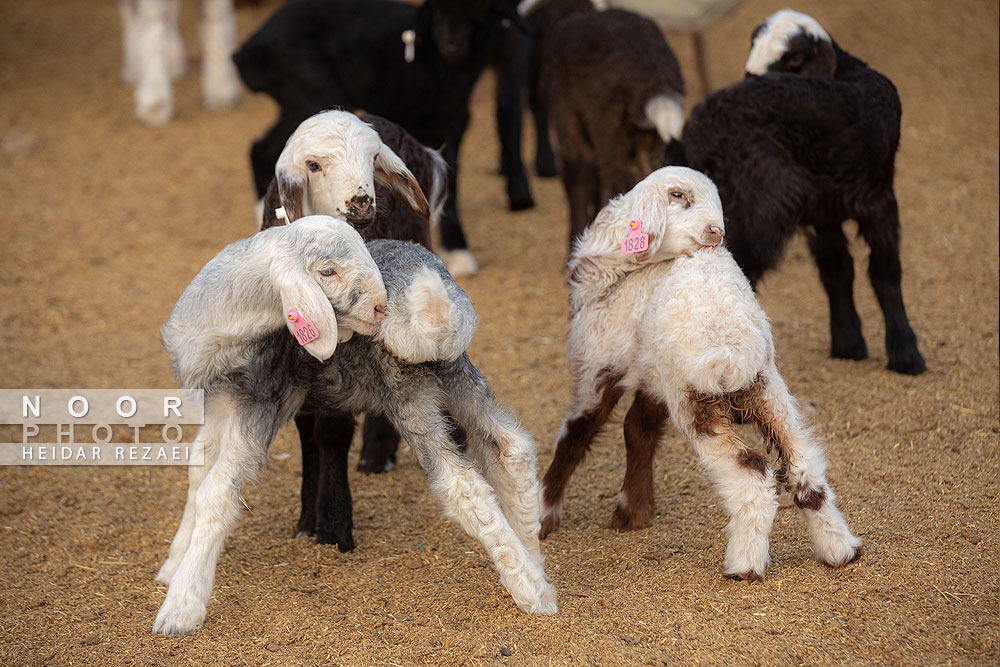 مزرعه دامپروری چپرقویمه گنبد کاووس