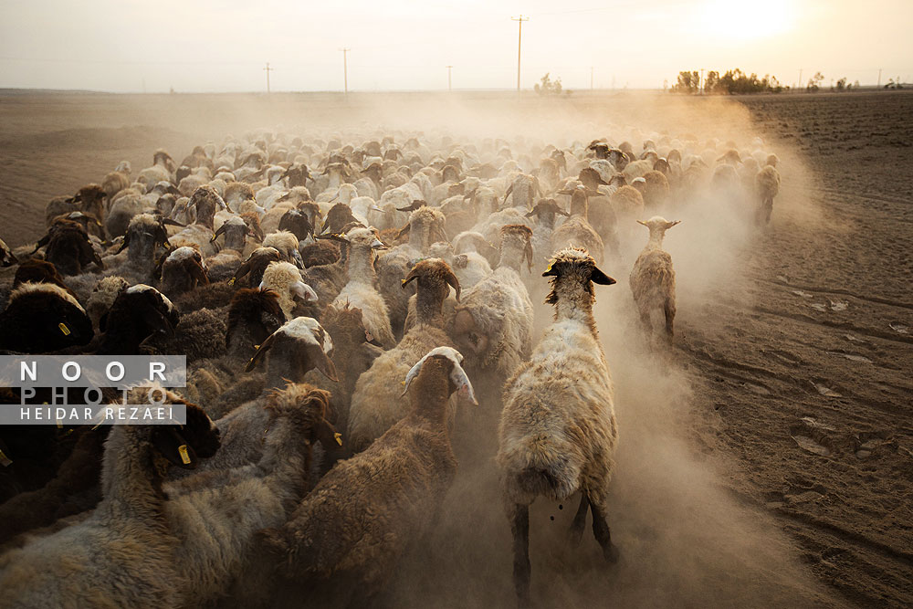 مزرعه دامپروری چپرقویمه گنبد کاووس