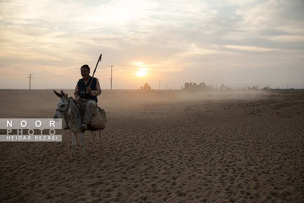مزرعه دامپروری چپرقویمه گنبد کاووس