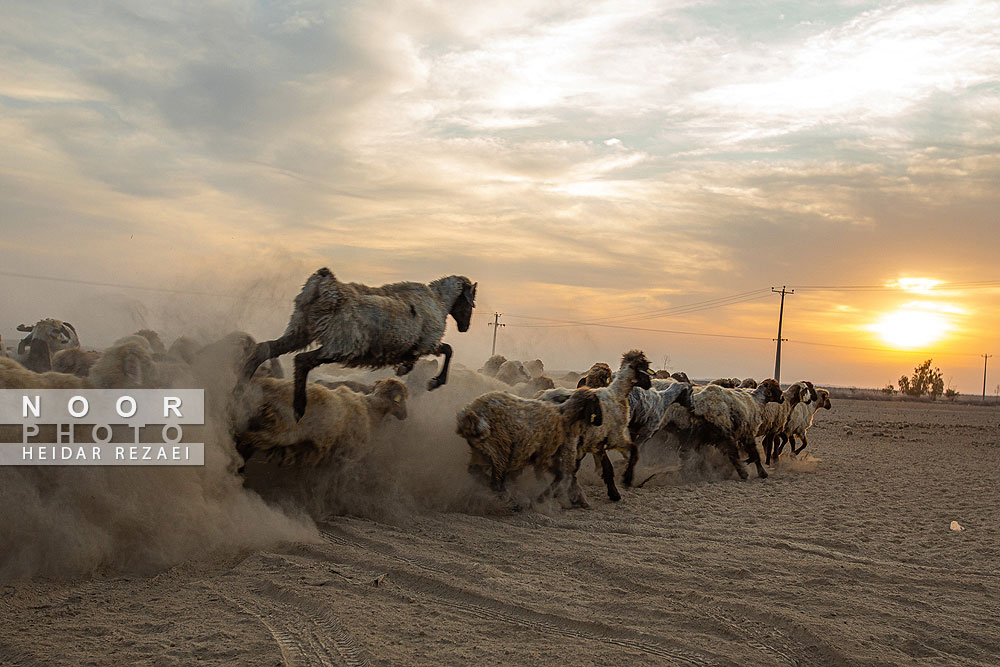 مزرعه دامپروری چپرقویمه گنبد کاووس