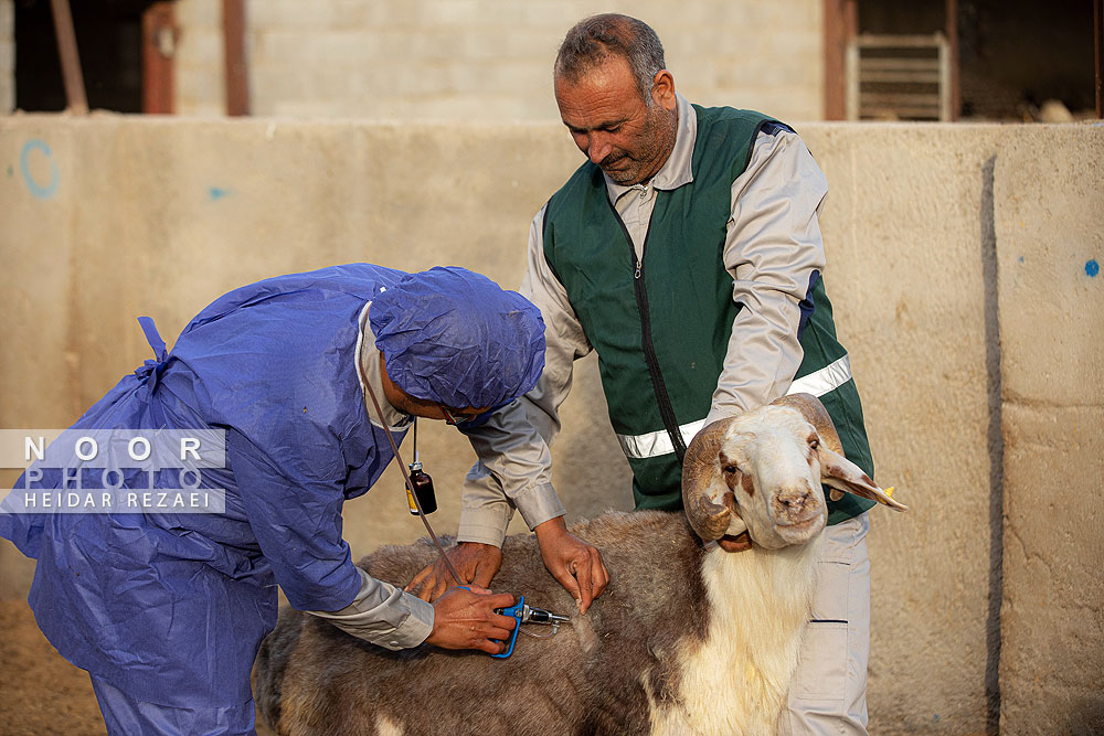 مزرعه دامپروری چپرقویمه گنبد کاووس