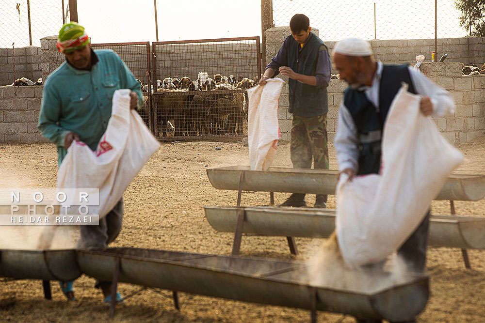 مزرعه دامپروری چپرقویمه گنبد کاووس