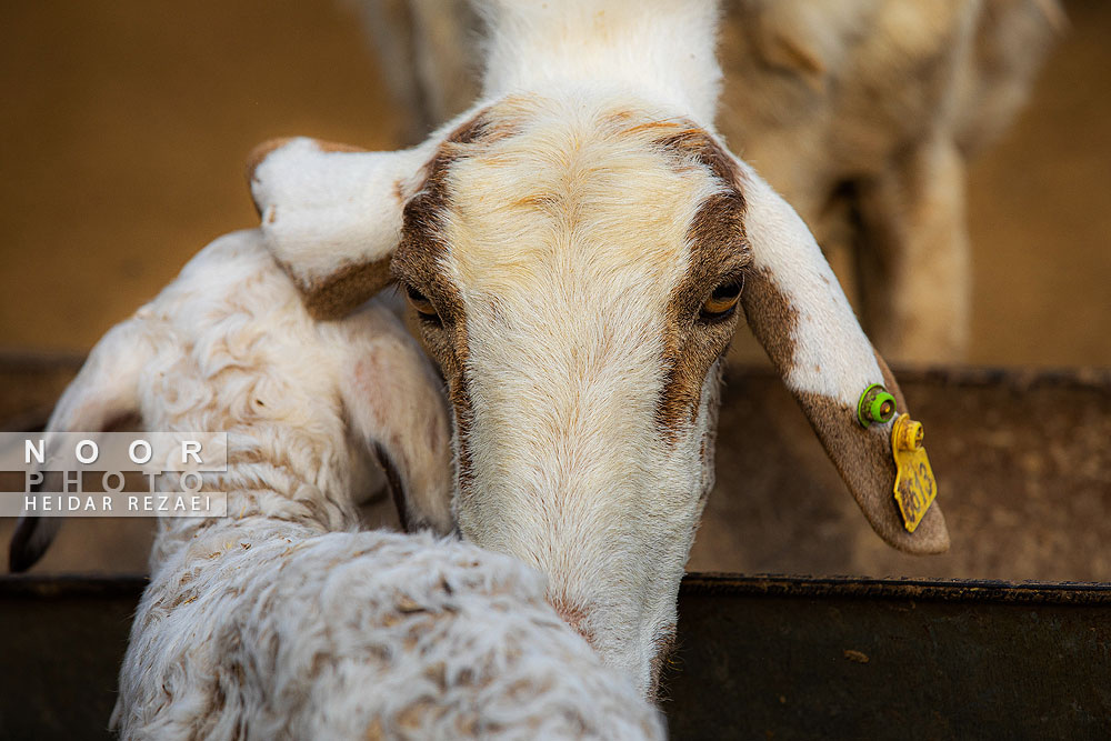 مزرعه دامپروری چپرقویمه گنبد کاووس