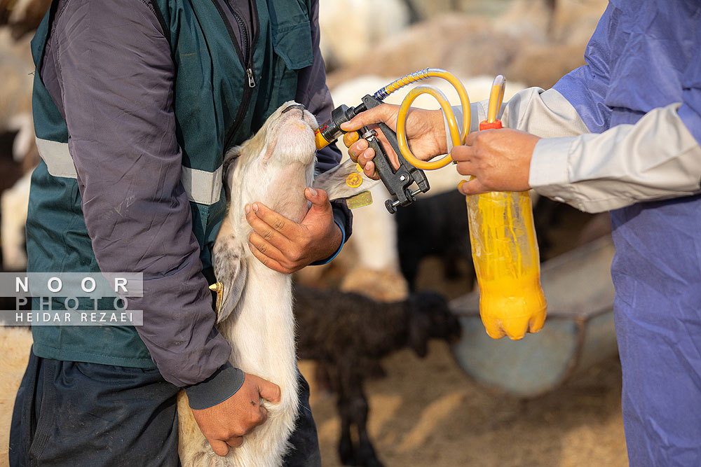 مزرعه دامپروری چپرقویمه گنبد کاووس