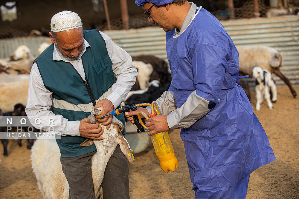 مزرعه دامپروری چپرقویمه گنبد کاووس