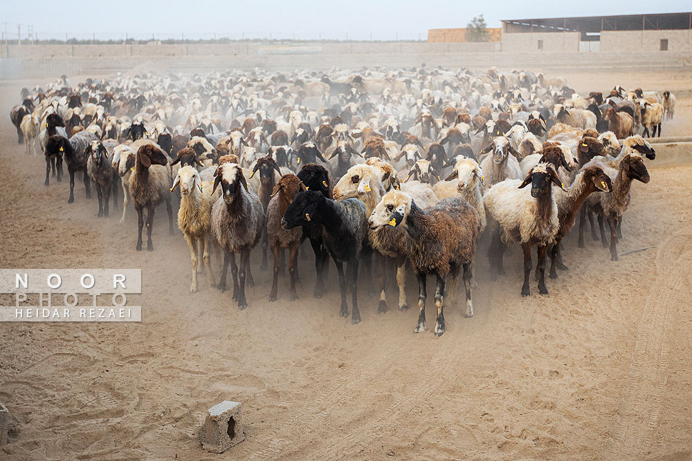 مزرعه دامپروری چپرقویمه گنبد کاووس