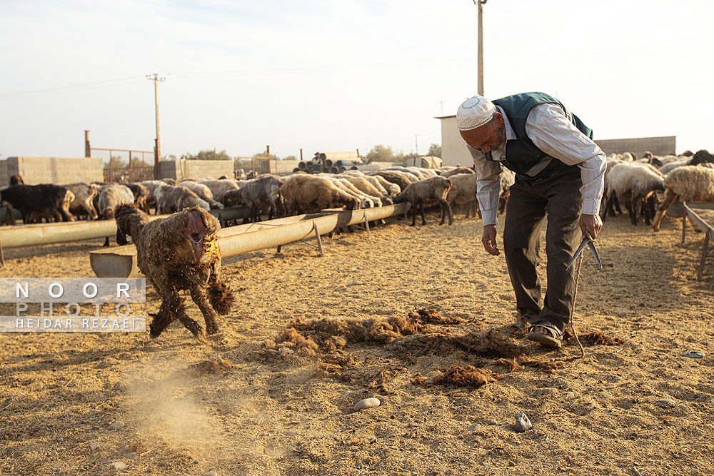 مزرعه دامپروری چپرقویمه گنبد کاووس