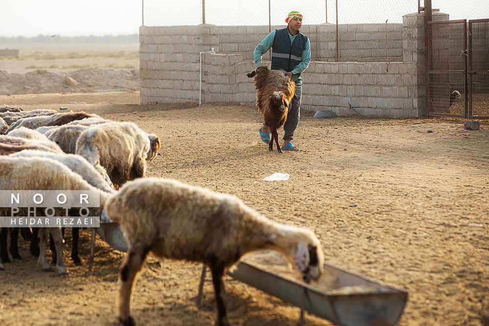 مزرعه دامپروری چپرقویمه گنبد کاووس