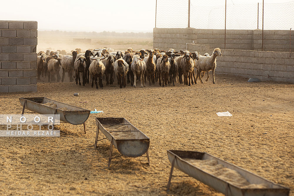 مزرعه دامپروری چپرقویمه گنبد کاووس