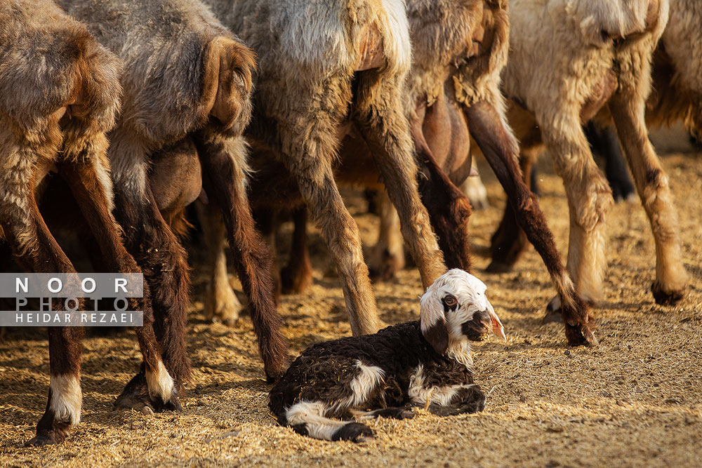 مزرعه دامپروری چپرقویمه گنبد کاووس