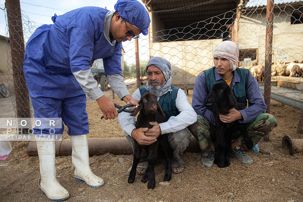 مزرعه دامپروری چپرقویمه گنبد کاووس