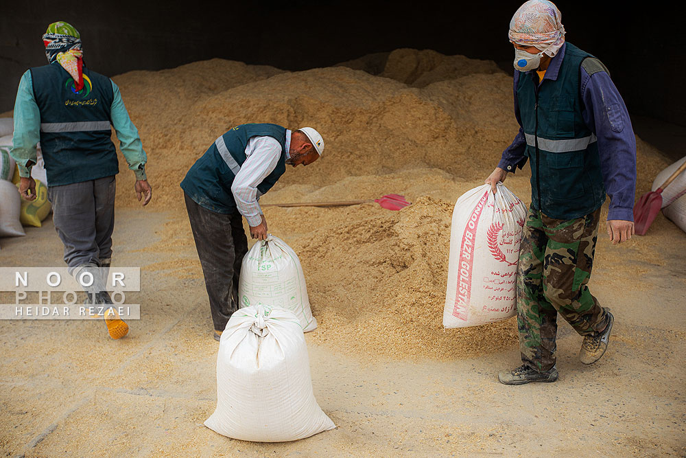 مزرعه دامپروری چپرقویمه گنبد کاووس