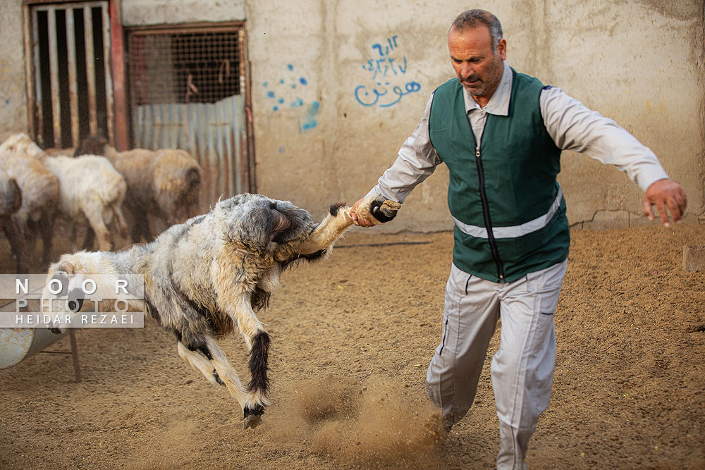 مزرعه دامپروری چپرقویمه گنبد کاووس