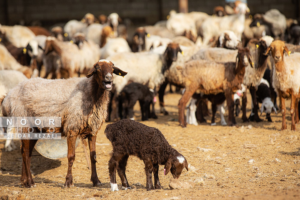 مزرعه دامپروری چپرقویمه گنبد کاووس