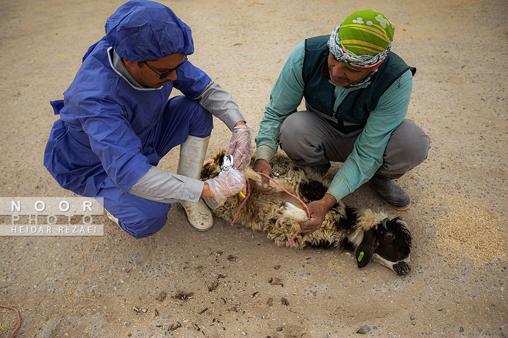 مزرعه دامپروری چپرقویمه گنبد کاووس