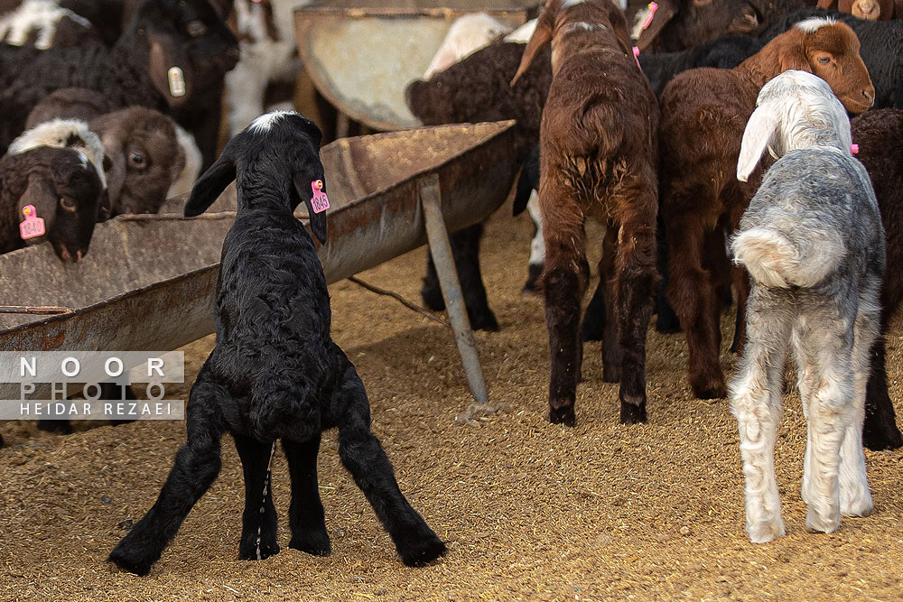 مزرعه دامپروری چپرقویمه گنبد کاووس