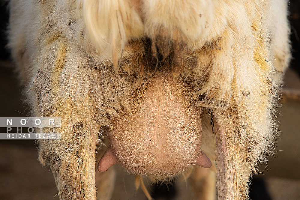 مزرعه دامپروری چپرقویمه گنبد کاووس