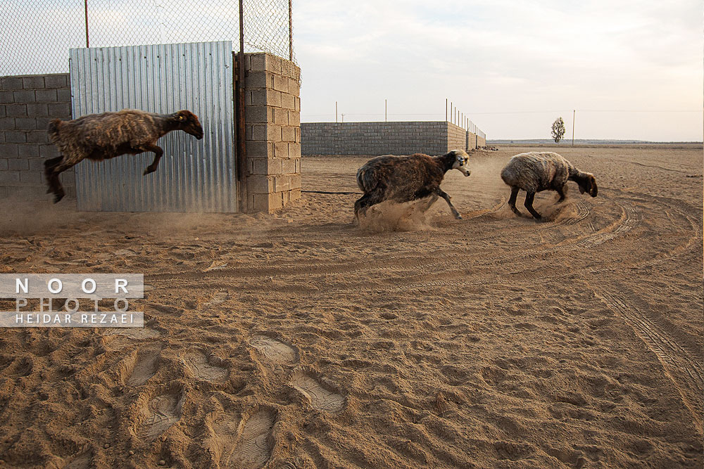 مزرعه دامپروری چپرقویمه گنبد کاووس